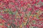 Red autumn leaves, Kentucky Art Print